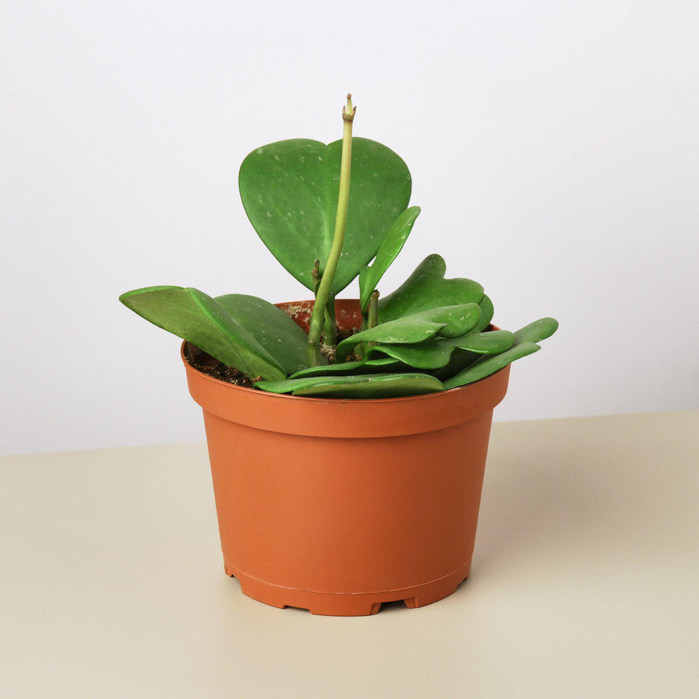 
                      
                        Hoya 'Sweetheart'
                      
                    