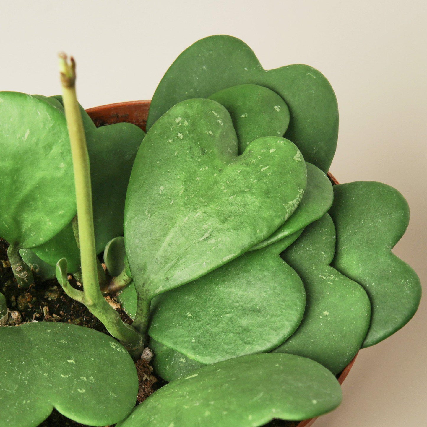 succulent heart shaped leaves The Snobby Leaf | Hoya Sweetheart - 6 inch Pot
