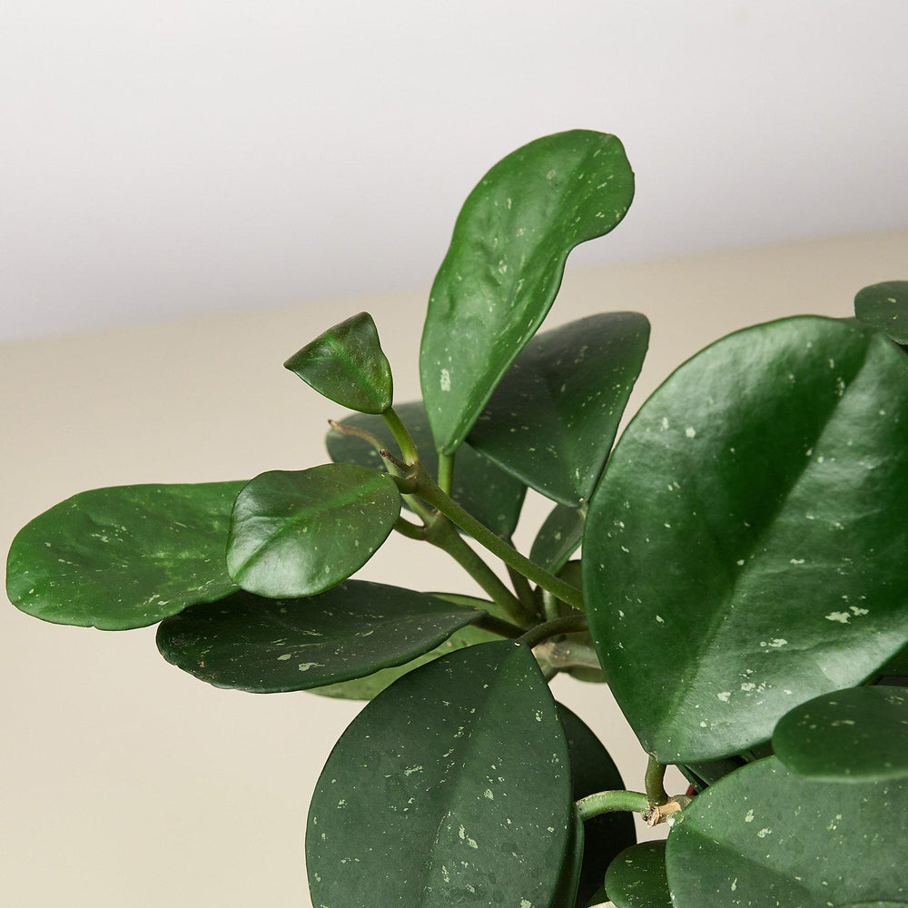 
                      
                        Hoya Obovata
                      
                    