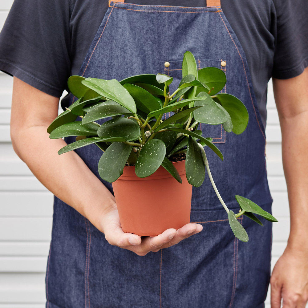 
                      
                        Hoya Obovata
                      
                    