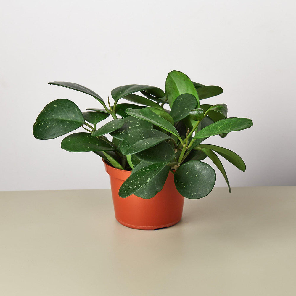 
                      
                        Hoya Obovata
                      
                    