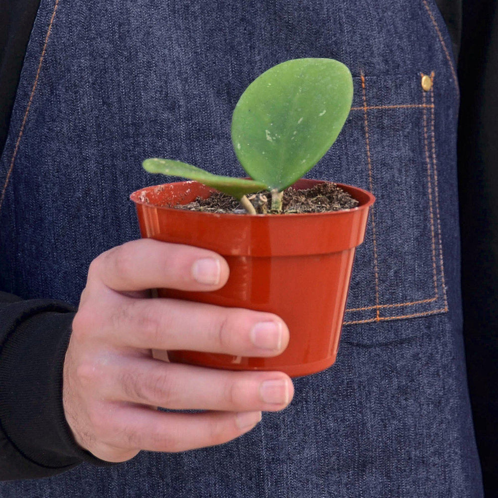 
                      
                        Hoya Obovata
                      
                    