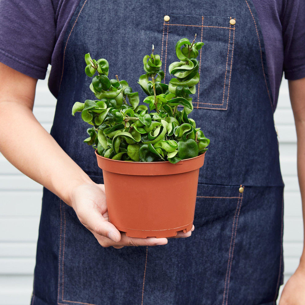 
                      
                        Hoya Rope Plant
                      
                    