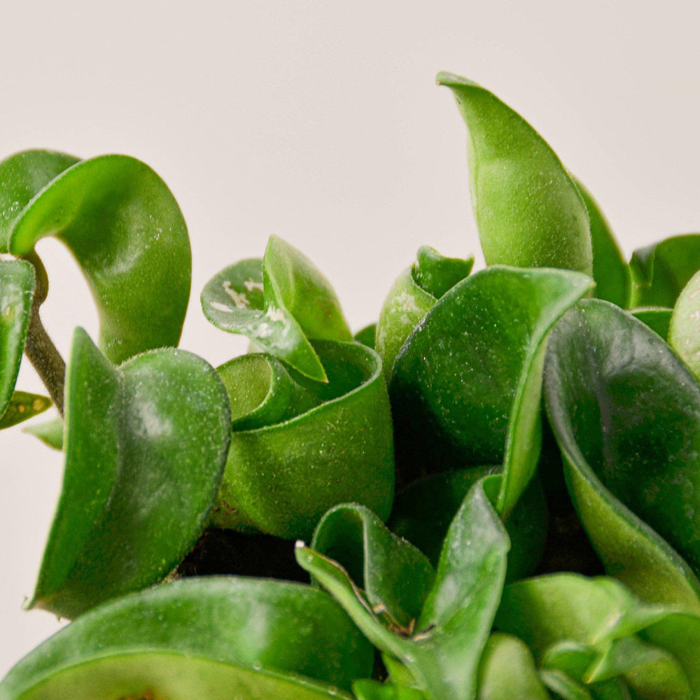 
                      
                        Hoya Rope Plant
                      
                    