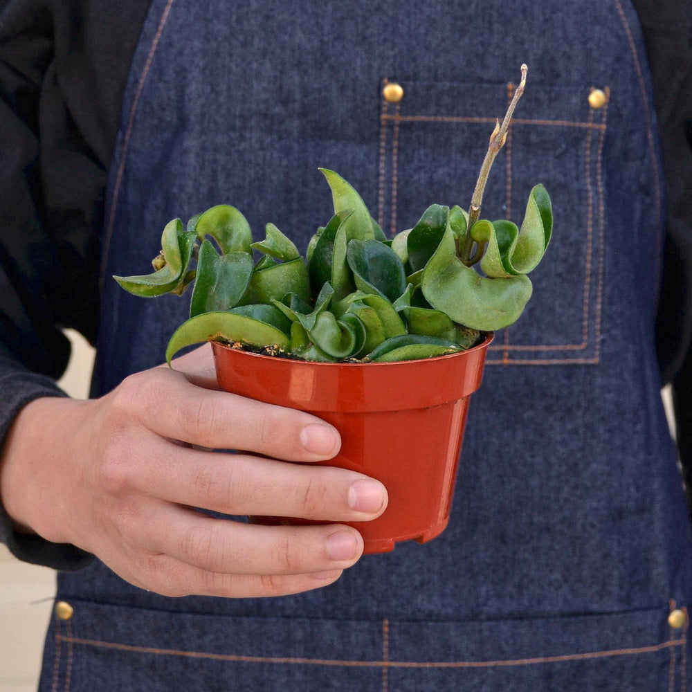 
                      
                        Hoya Rope Plant
                      
                    