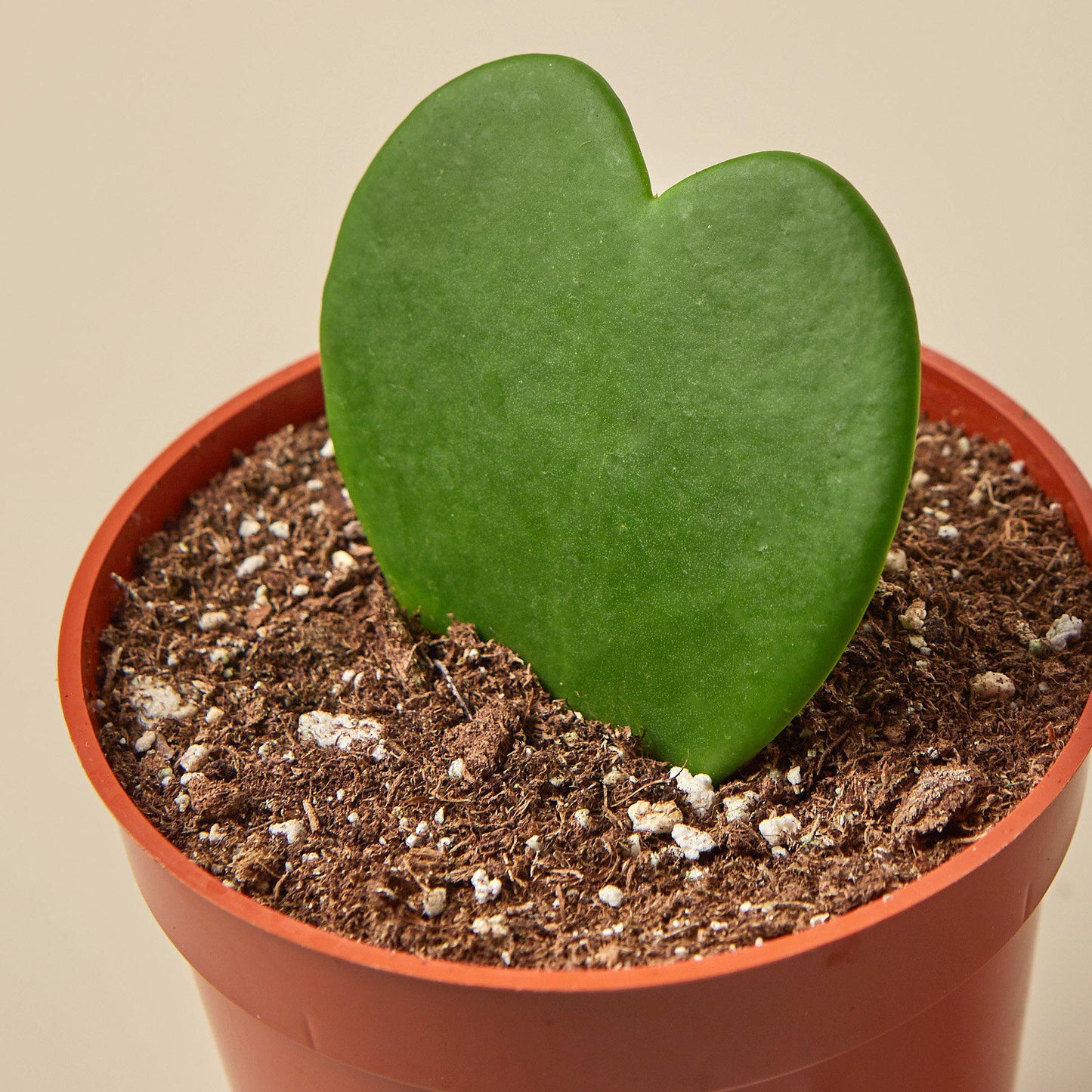 hoya succulent plant The Snobby Leaf | Hoya Sweetheart - 6 inch Pot