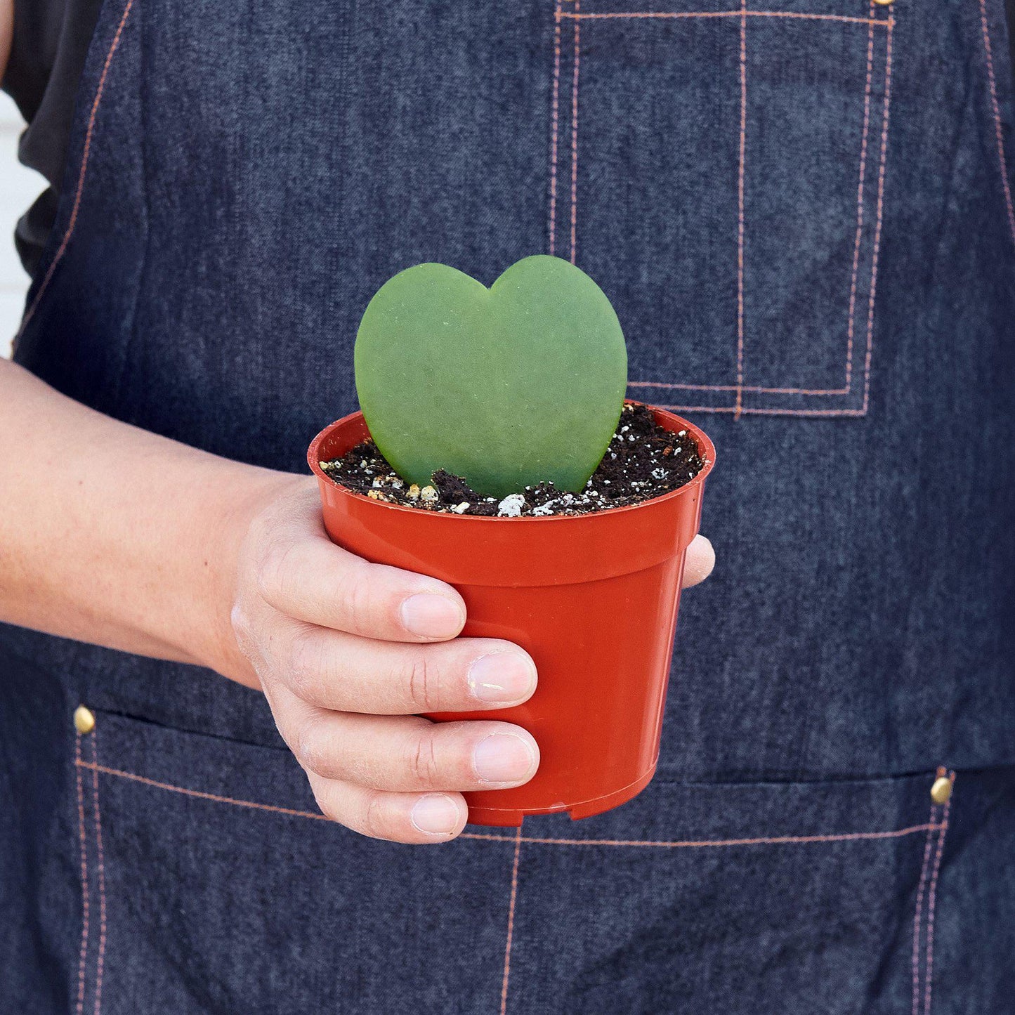 sweetheart succulent The Snobby Leaf | Hoya Sweetheart - 6 inch Pot
