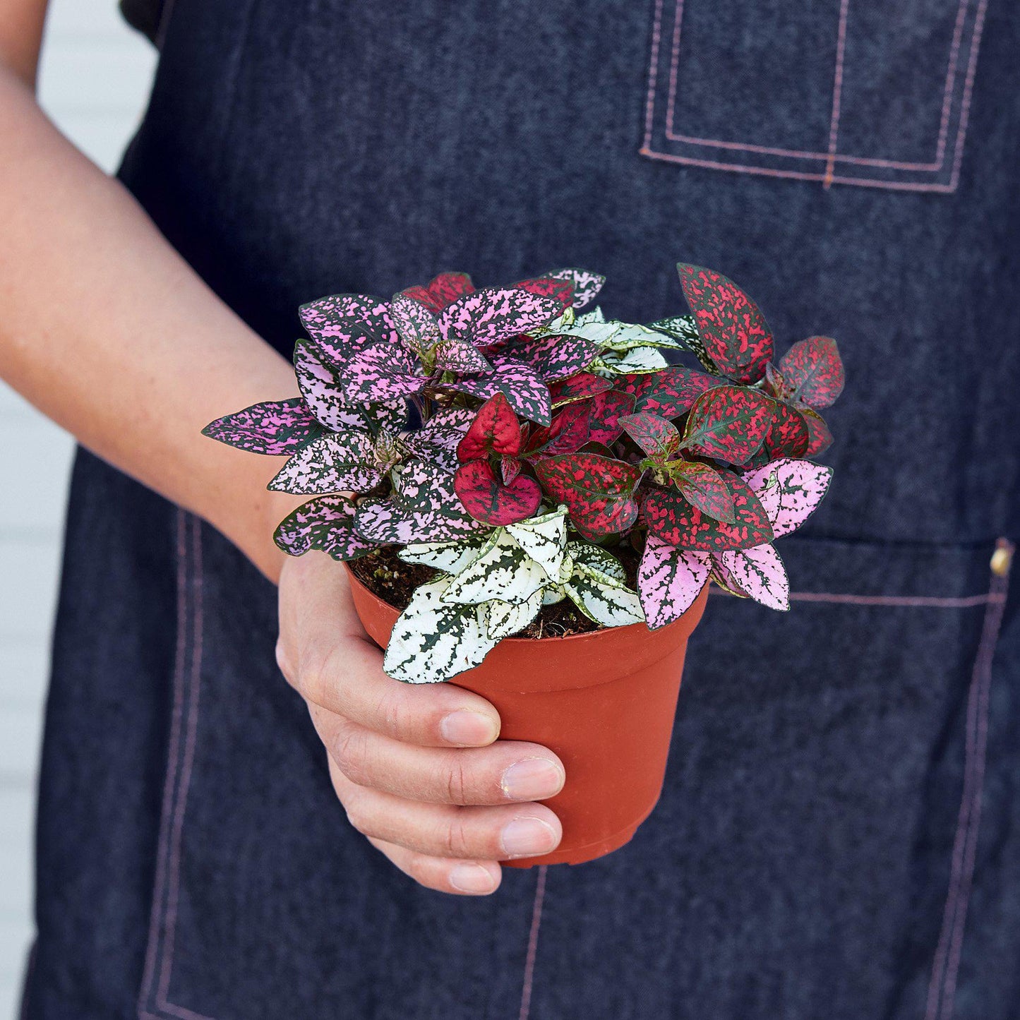 red dot plant pots Hypoestes 'Polka Dot' 4" Pot / Combo