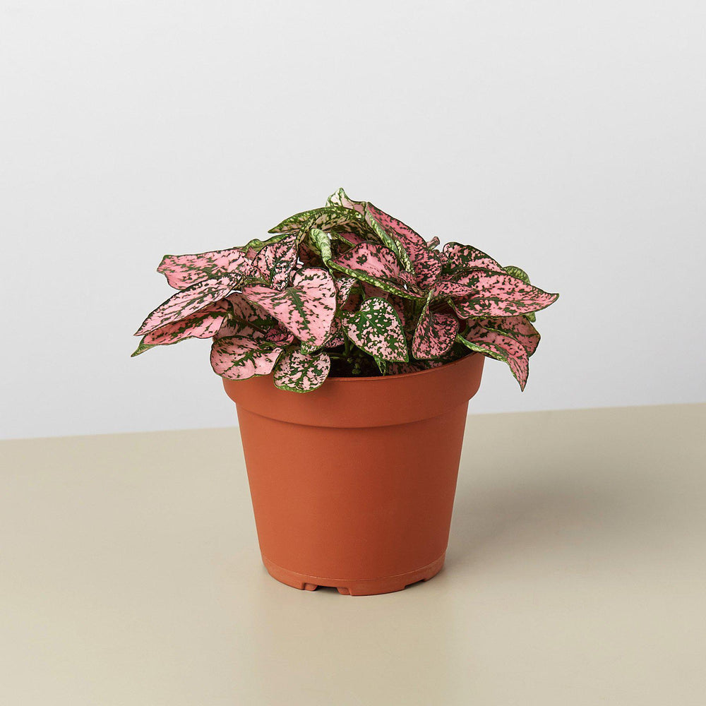 
                      
                        Hypoestes 'Polka Dot'
                      
                    