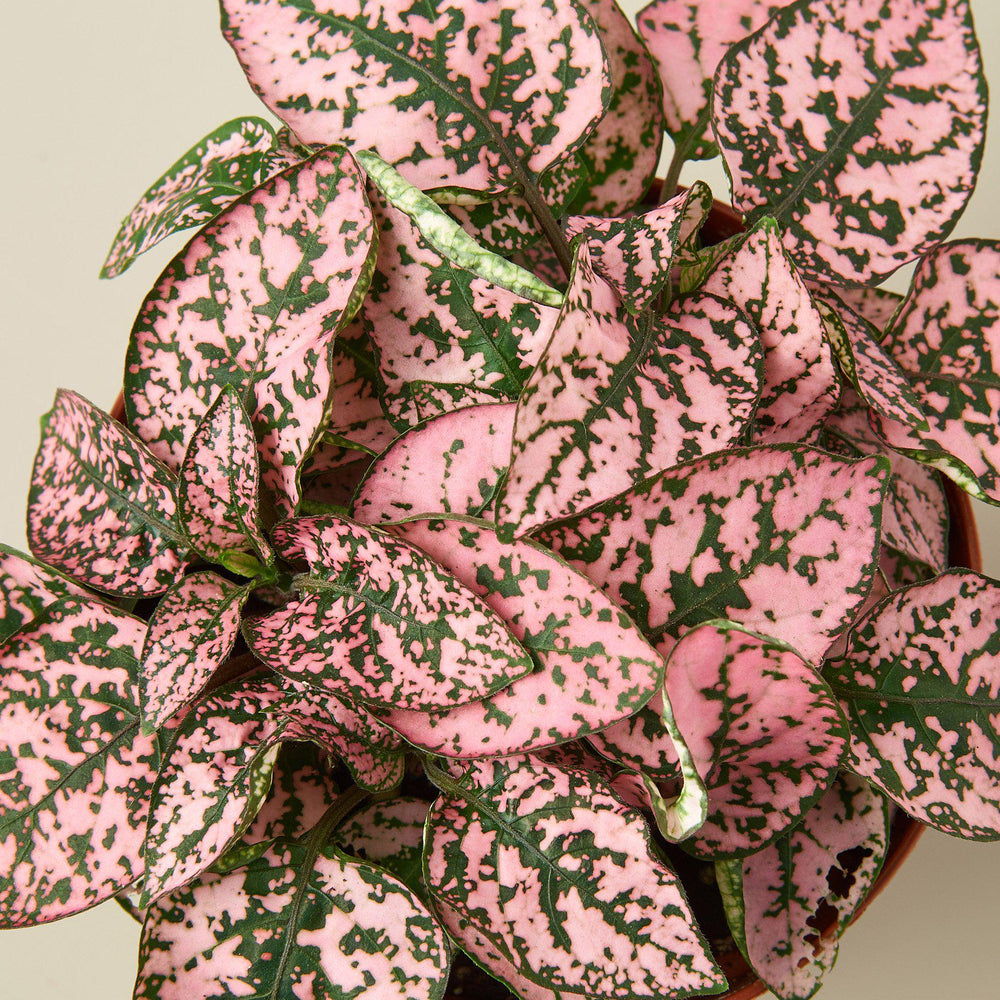 
                      
                        Hypoestes 'Polka Dot'
                      
                    