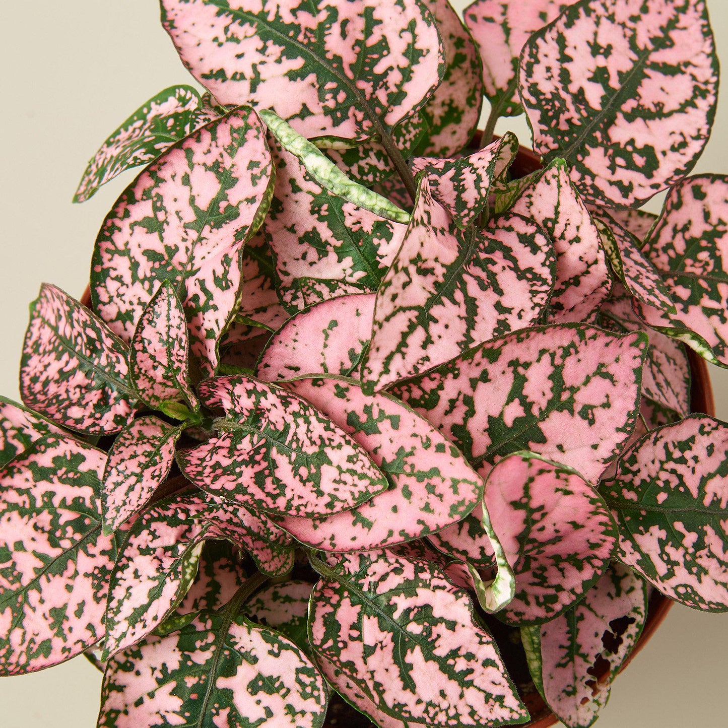 pink speckled house plant Hypoestes 'Polka Dot' 4" Pot / Combo