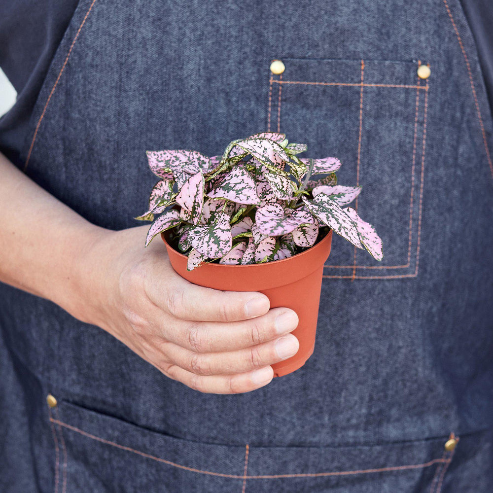 
                      
                        Hypoestes 'Polka Dot'
                      
                    