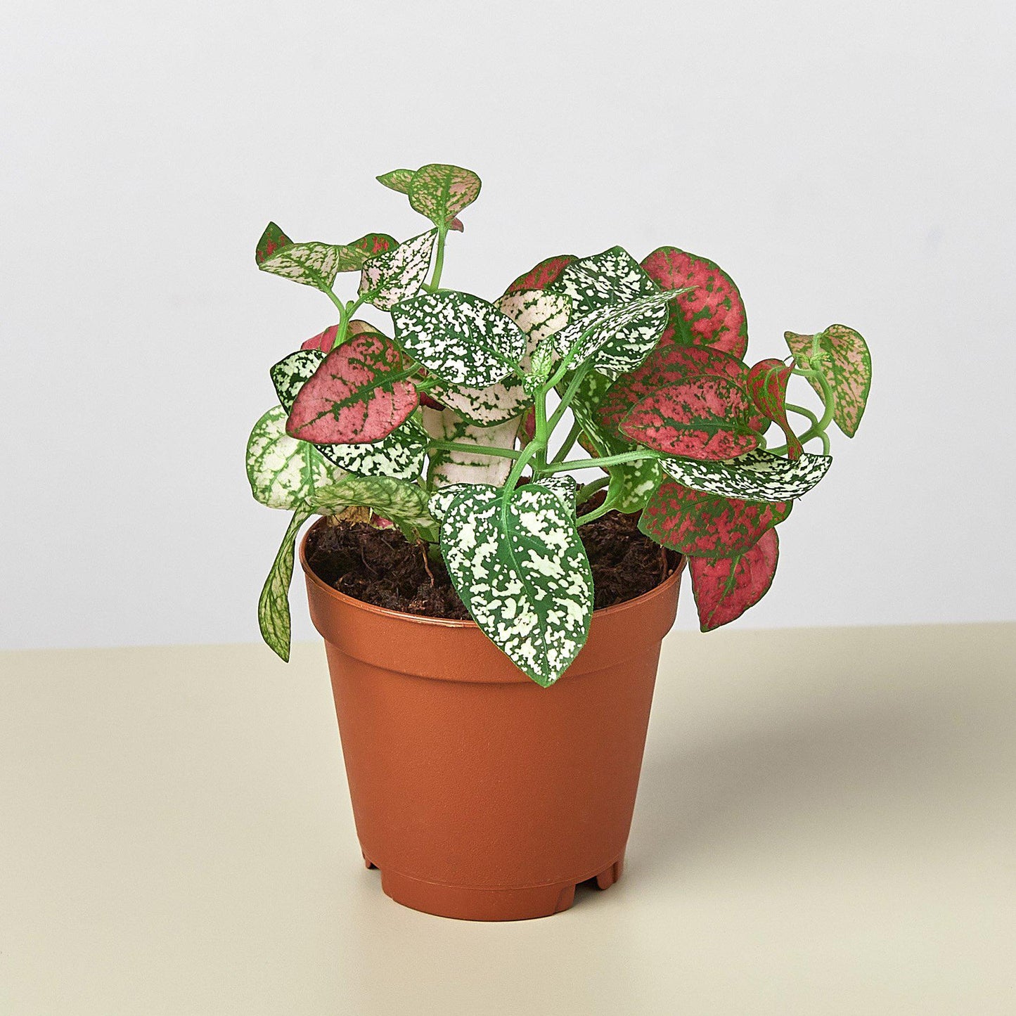 is hypoestes an indoor plant Hypoestes 'Polka Dot' Houseplant