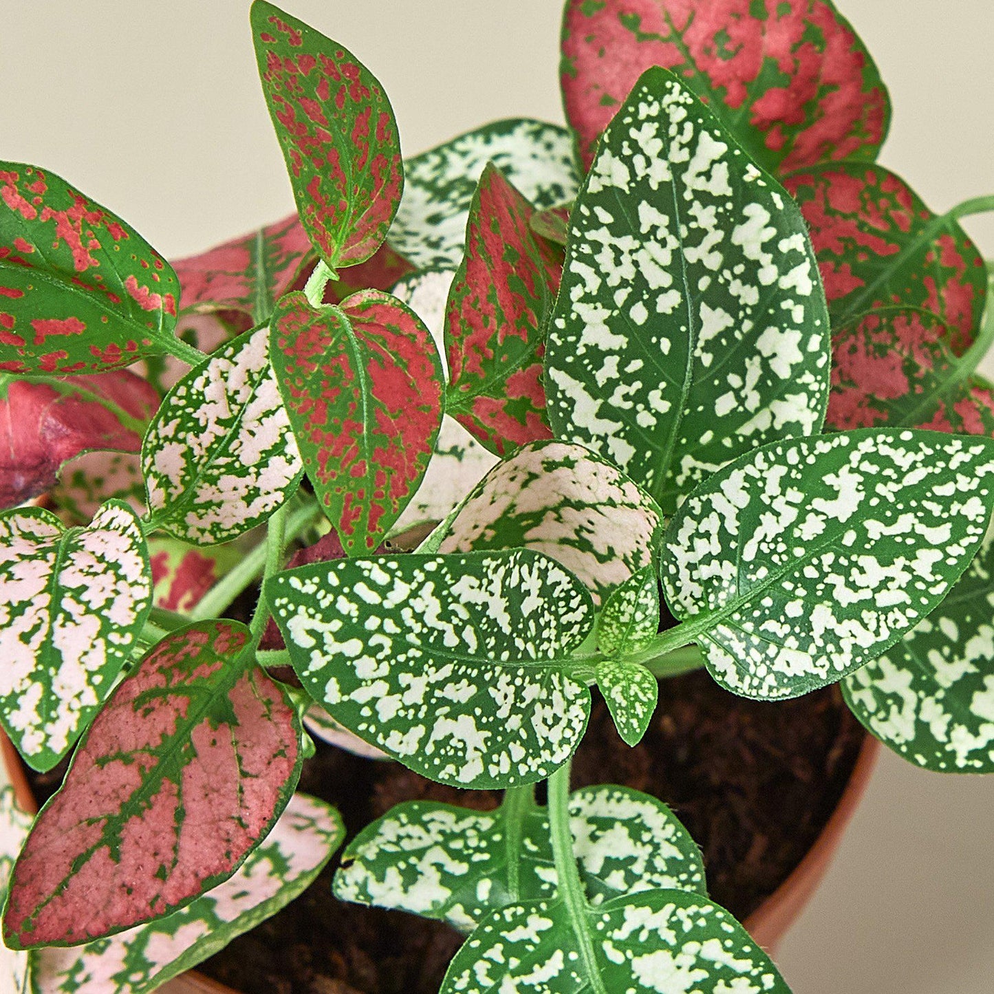 is hypoestes an indoor plant Hypoestes 'Polka Dot' Houseplant