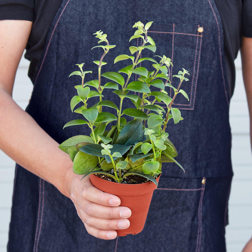 
                      
                        Lipstick Plant
                      
                    