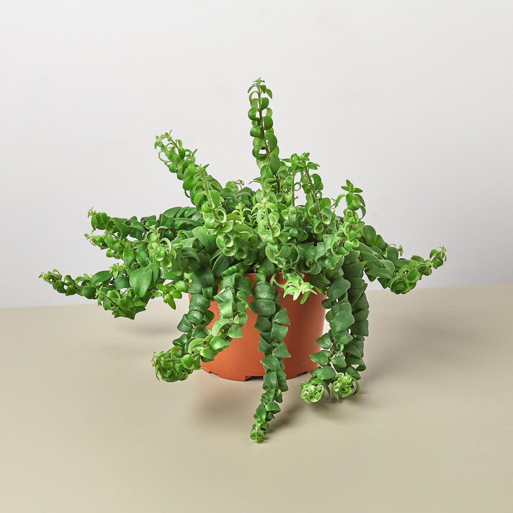 
                      
                        Curly Lipstick Plant
                      
                    