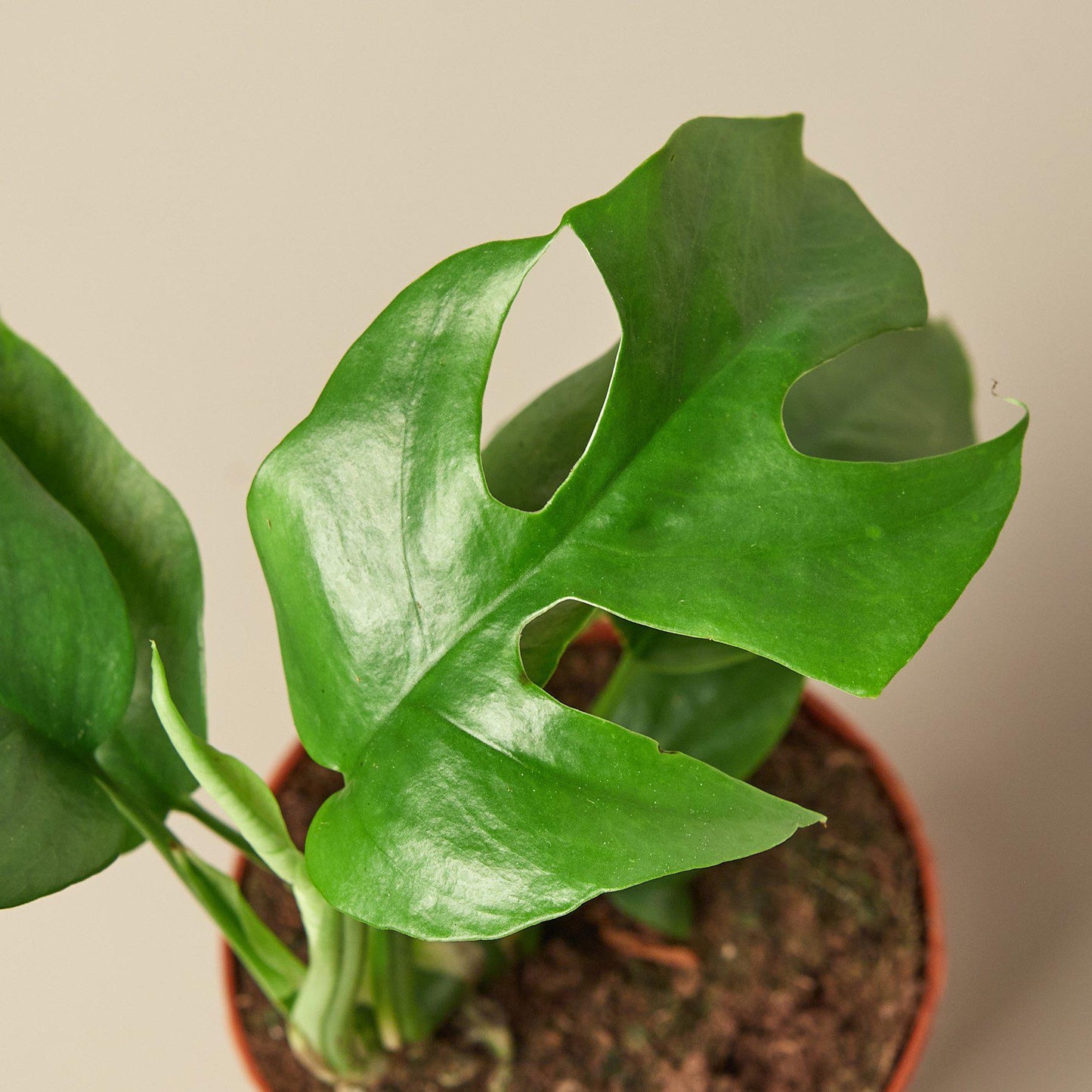 philodendron split leaf minima Rhaphidophora