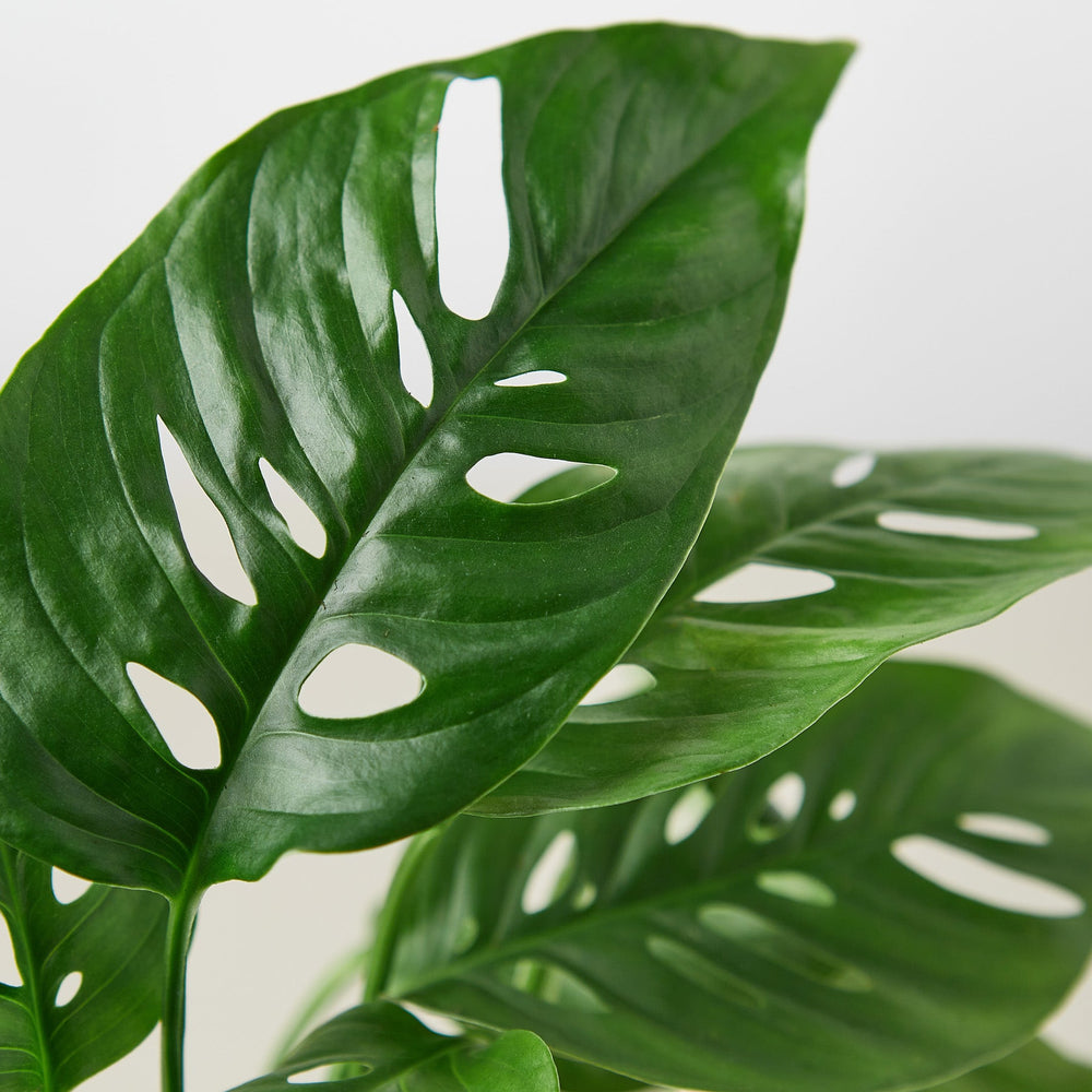 
                      
                        Monstera Adansonii 'Swiss Cheese'
                      
                    