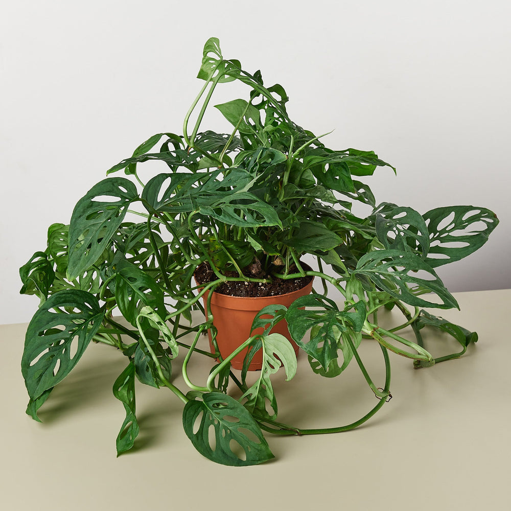 
                      
                        Monstera Adansonii 'Swiss Cheese'
                      
                    