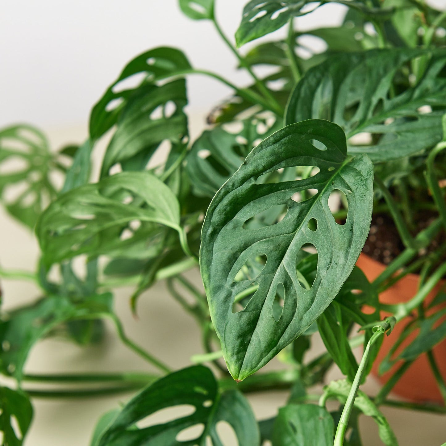 monstera adansonii nz Monstera Adansonii 'Swiss Cheese' 8" Pot / Nursery Pot