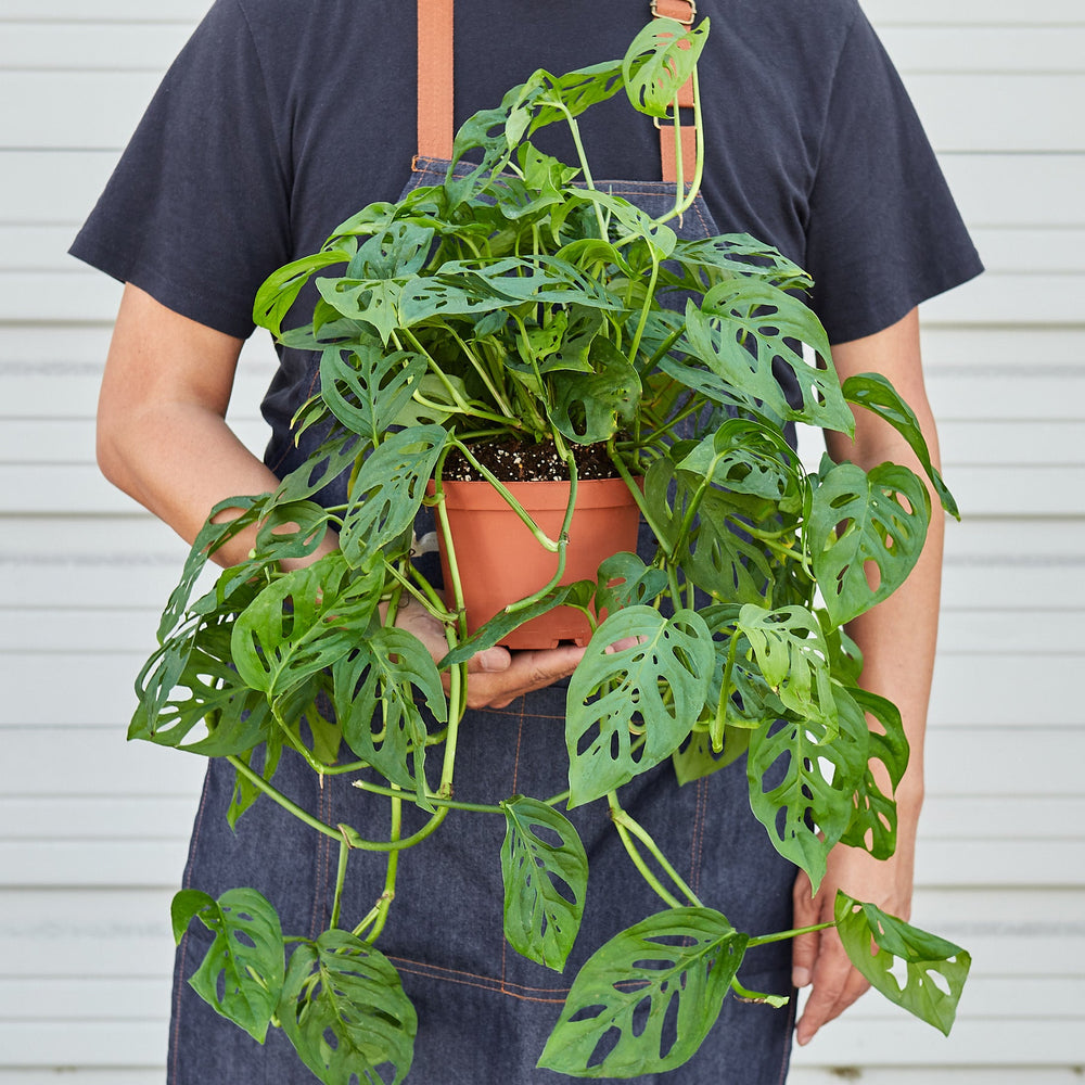
                      
                        Monstera Adansonii 'Swiss Cheese'
                      
                    