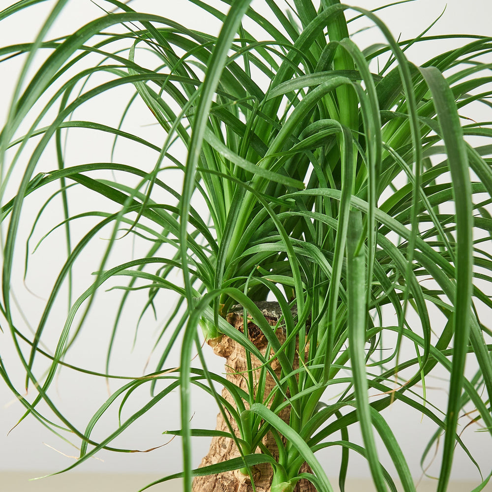 
                      
                        Palm Ponytail
                      
                    