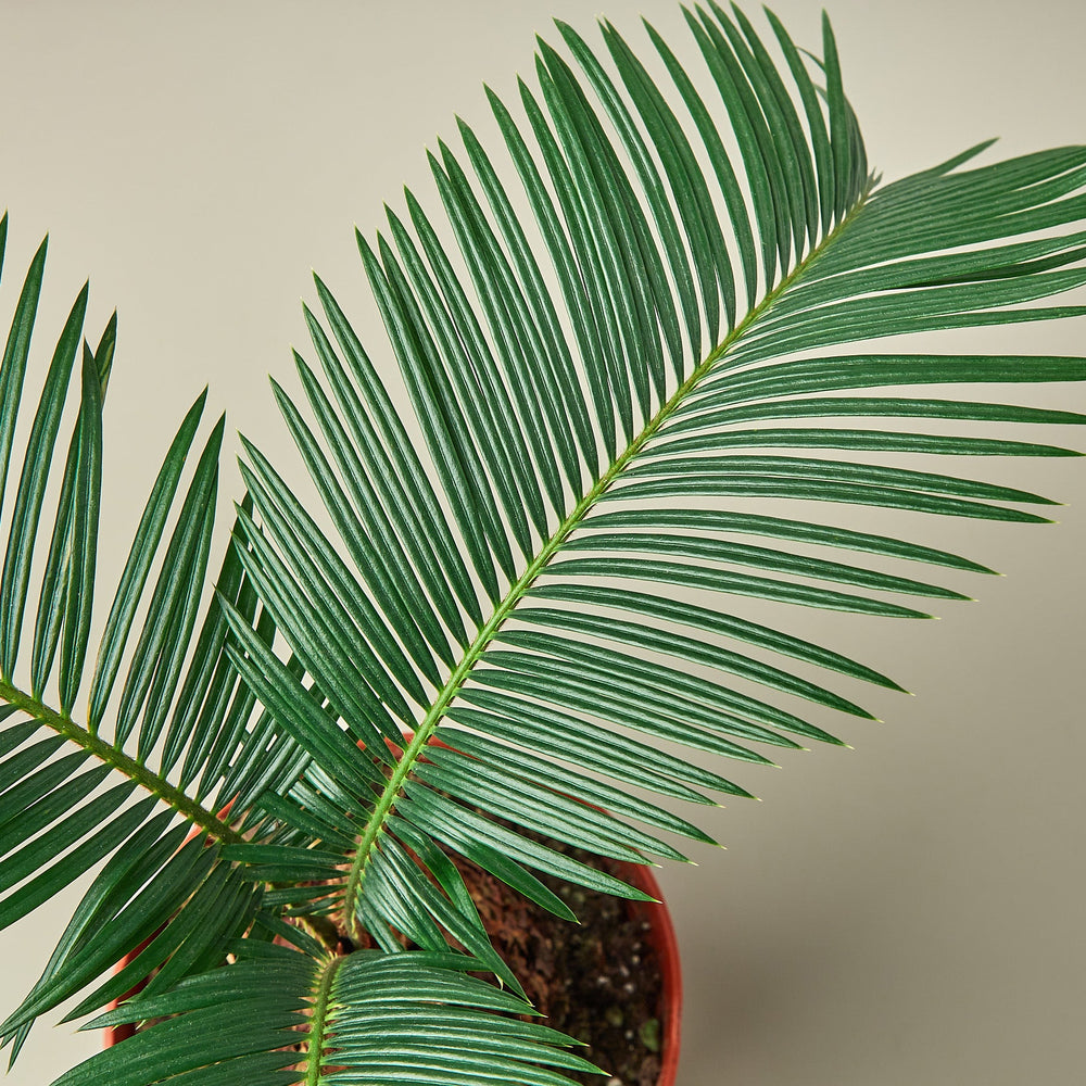 
                      
                        Sago Palm
                      
                    