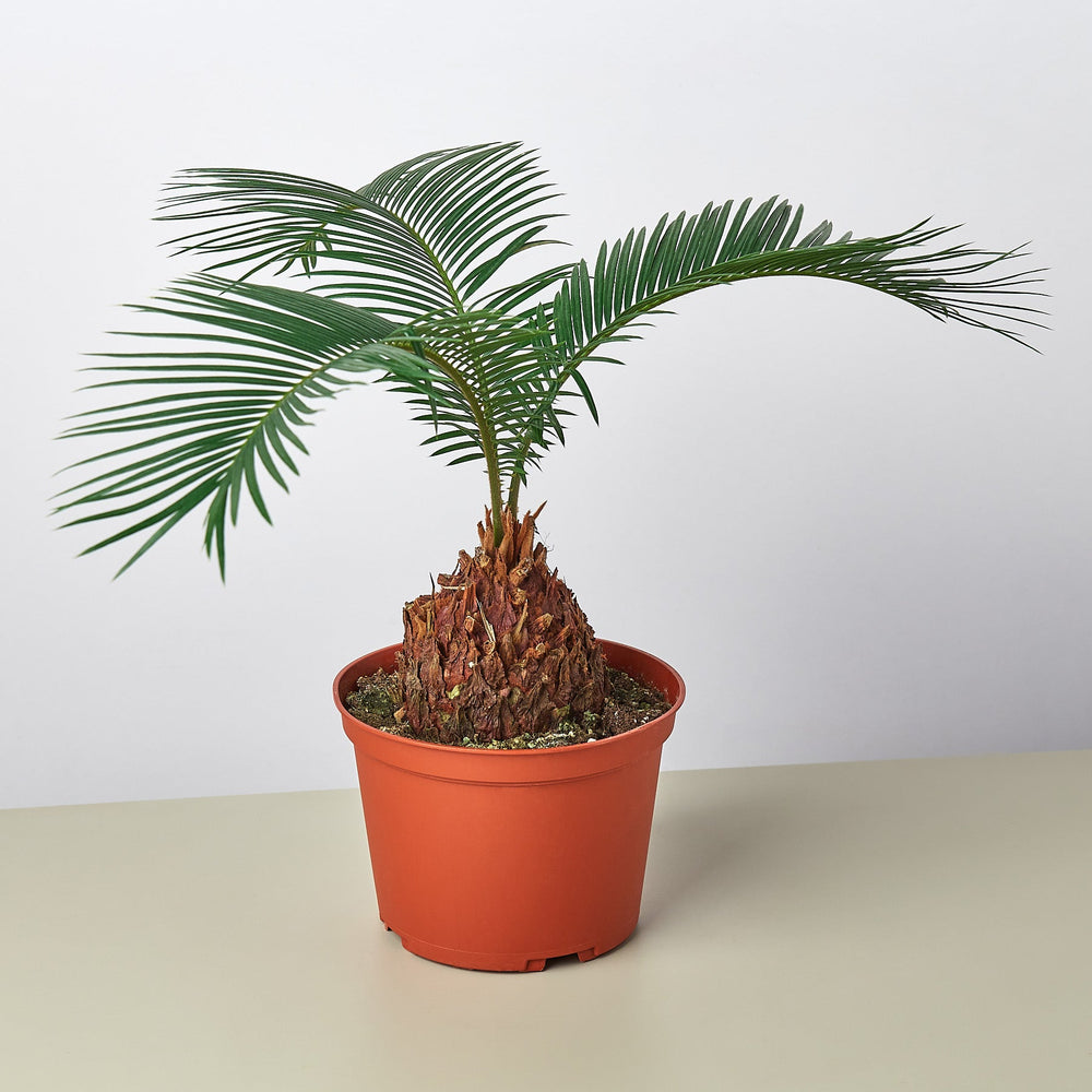 
                      
                        Sago Palm
                      
                    