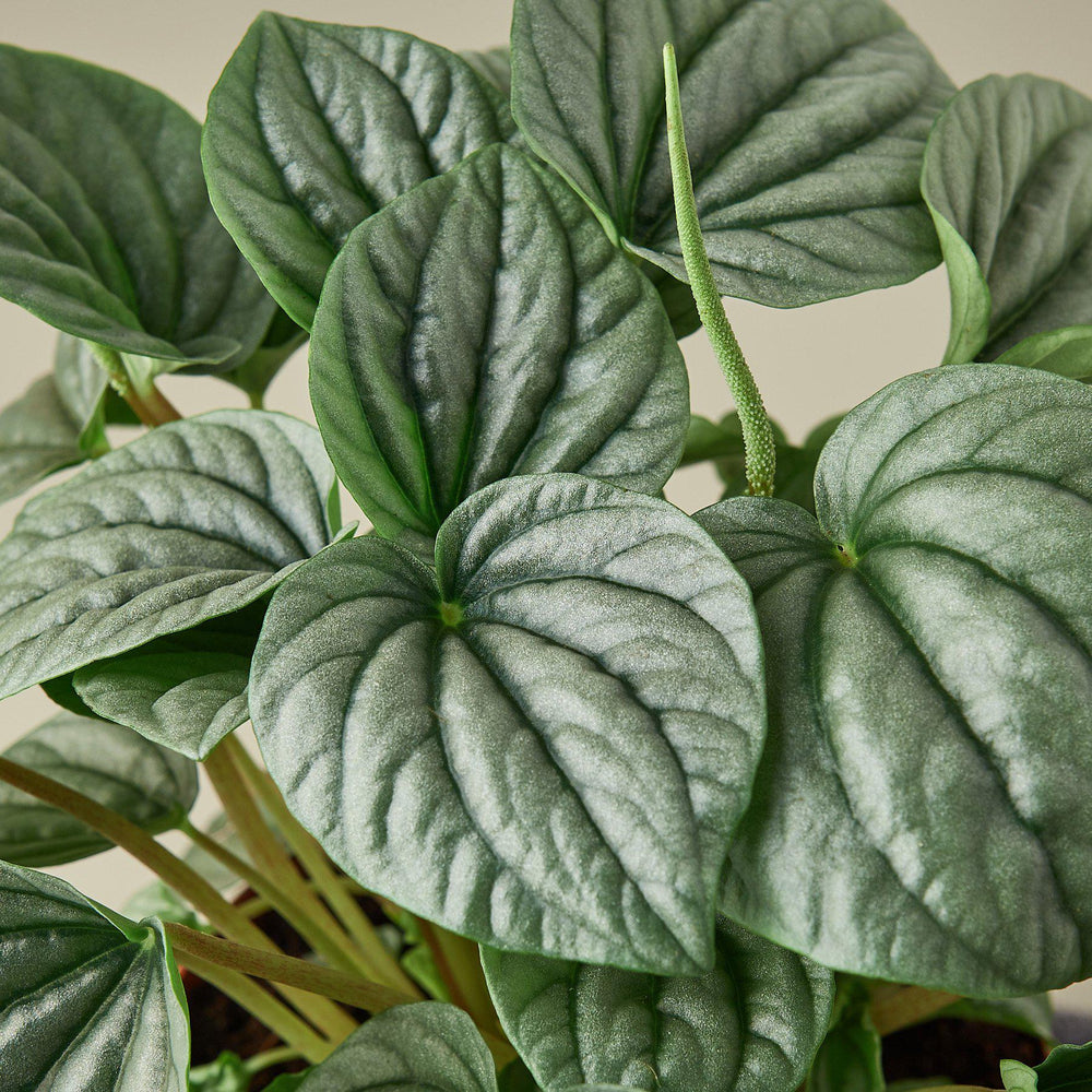 
                      
                        Peperomia 'Frost
                      
                    