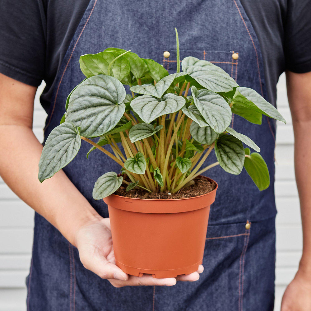
                      
                        Peperomia 'Frost
                      
                    