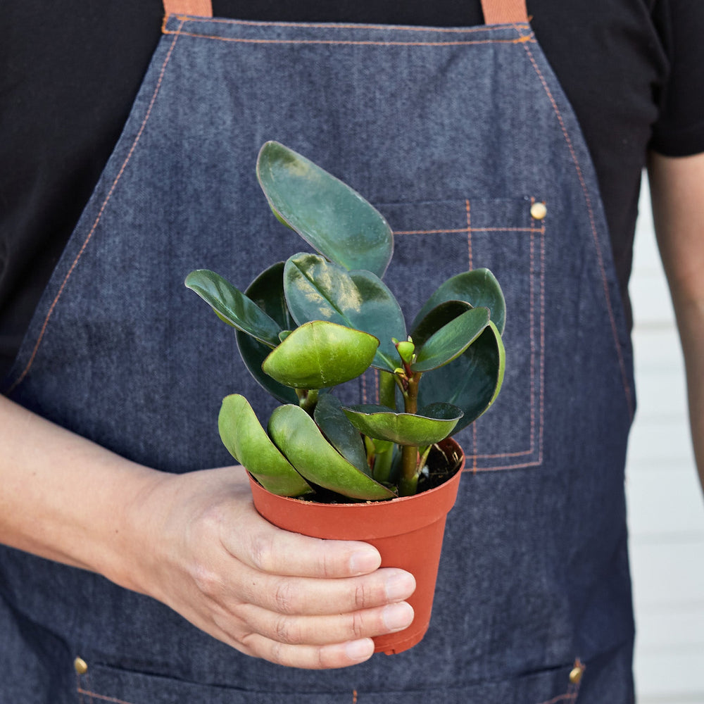
                      
                        Peperomia Red Edge
                      
                    