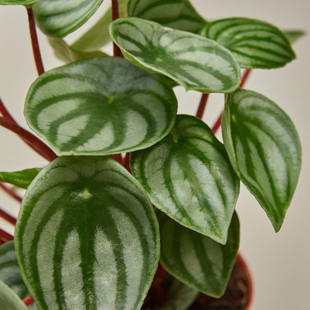 
                      
                        Peperomia 'Watermelon'
                      
                    