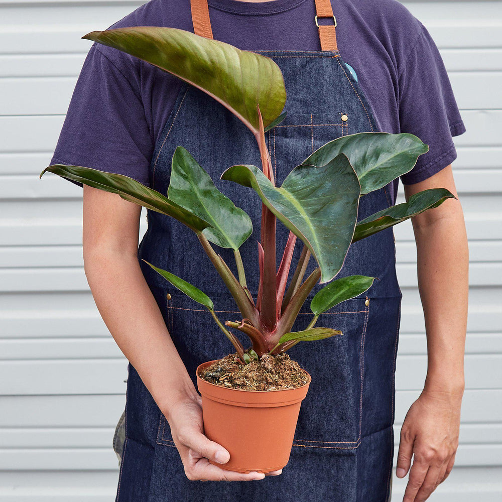 
                      
                        Philodendron 'Congo Rojo'
                      
                    