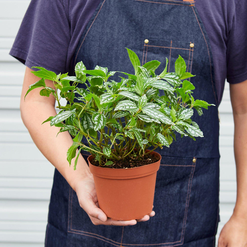 
                      
                        Pilea 'Aluminum'
                      
                    