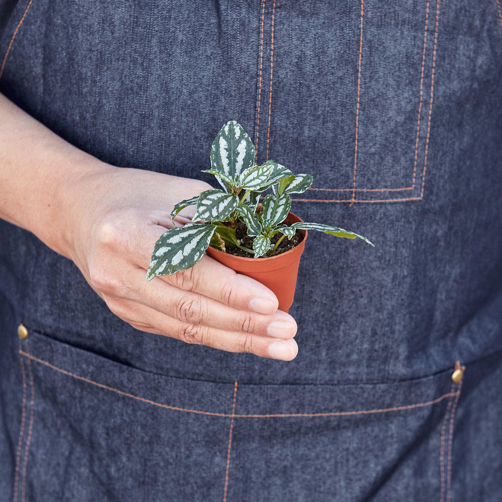 
                      
                        Pilea 'Aluminum'
                      
                    