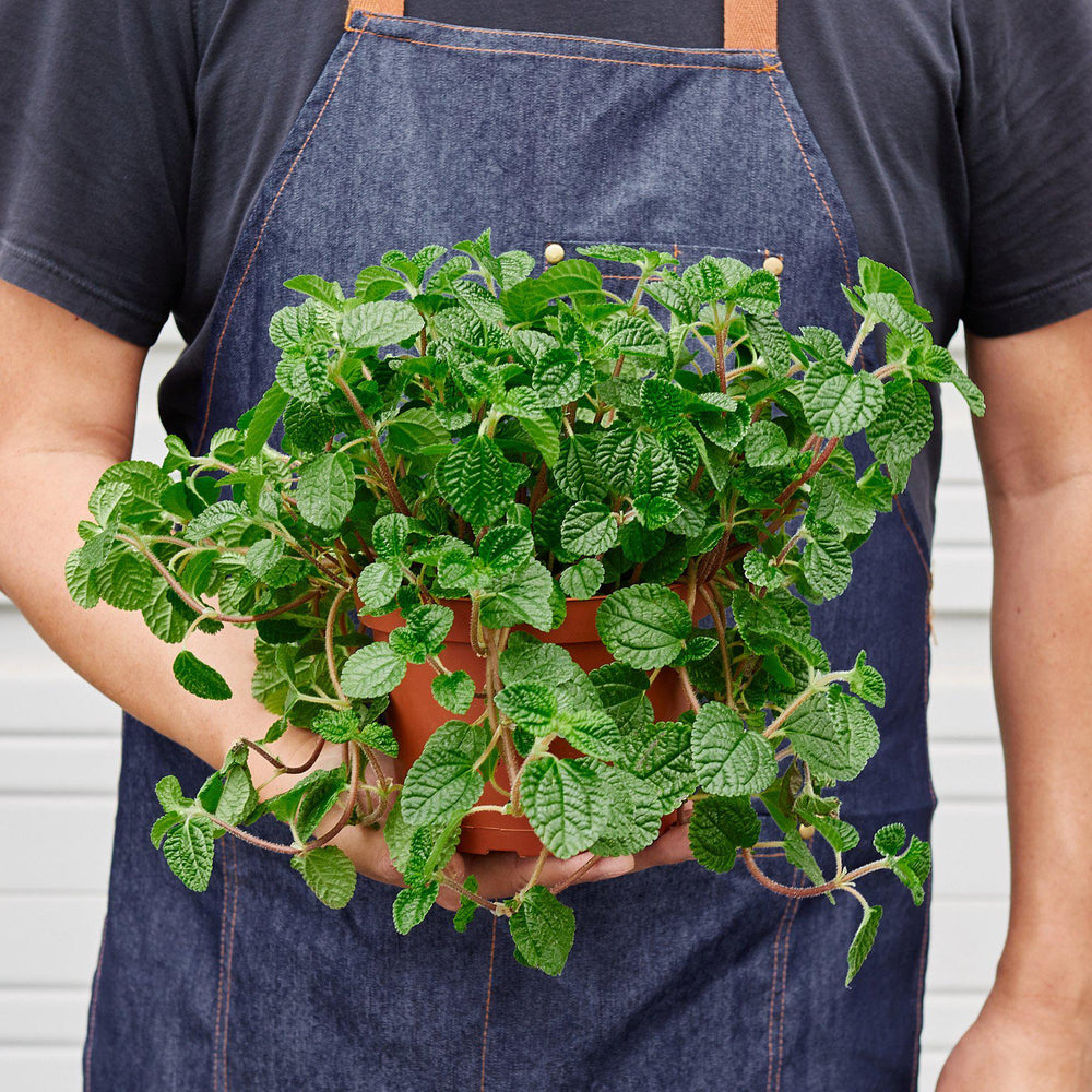 
                      
                        Pilea 'Crinkle'
                      
                    