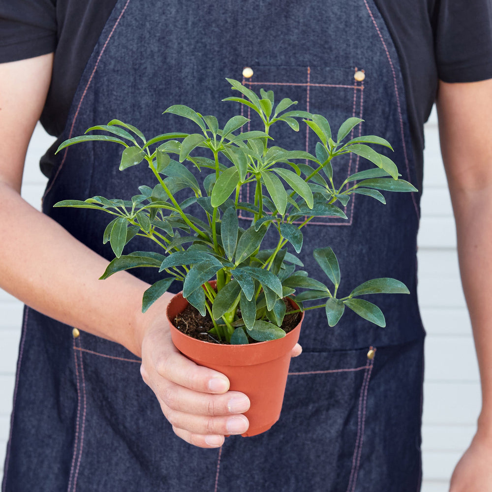 
                      
                        Schefflera Arboricola
                      
                    