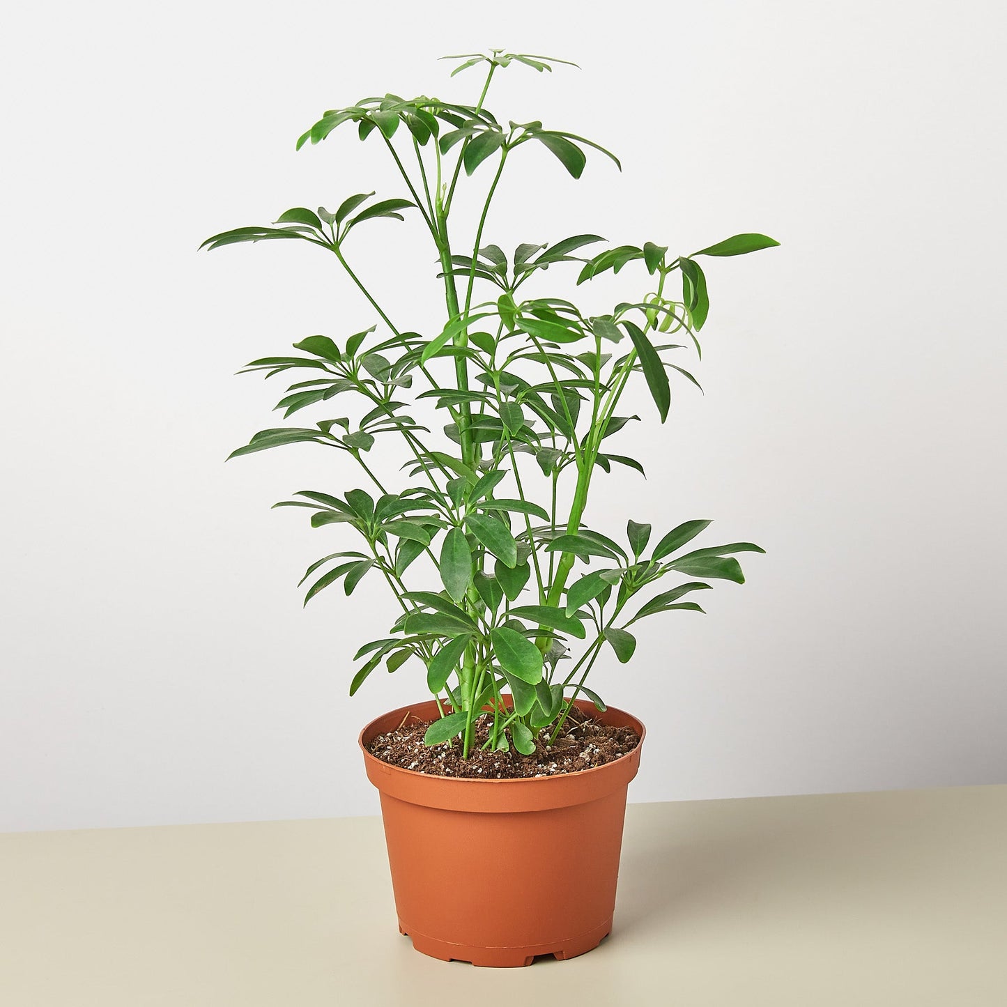schefflera arboricola nz Schefflera Arboricola Variegated | Dwarf Schefflera
