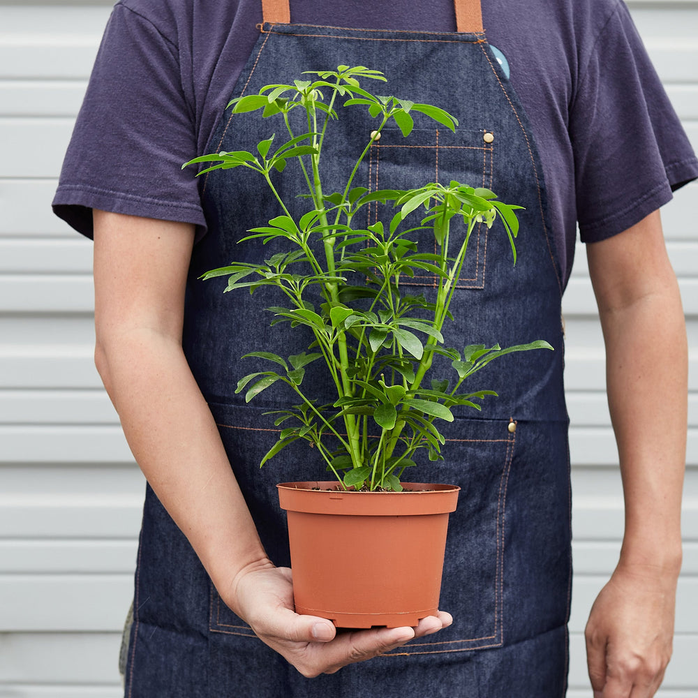 
                      
                        Schefflera Arboricola
                      
                    
