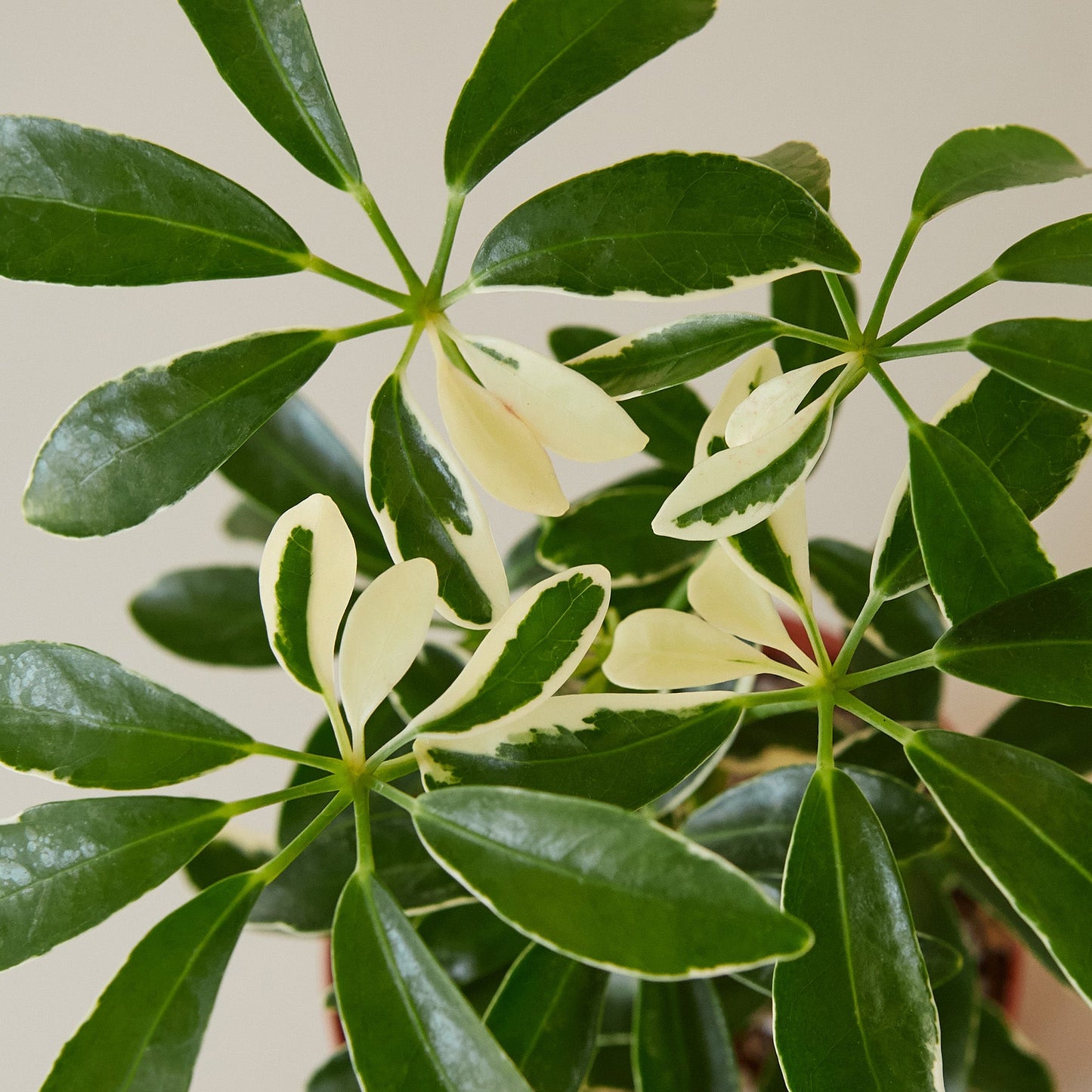 schefflera arboricola light requirements Schefflera 'Moonlight' Houseplant
