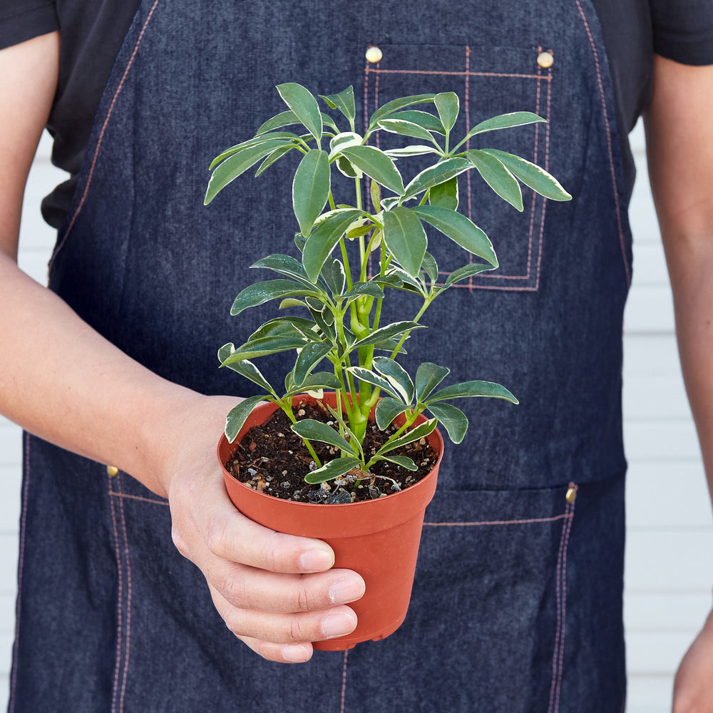 
                      
                        Schefflera 'Moonlight'
                      
                    