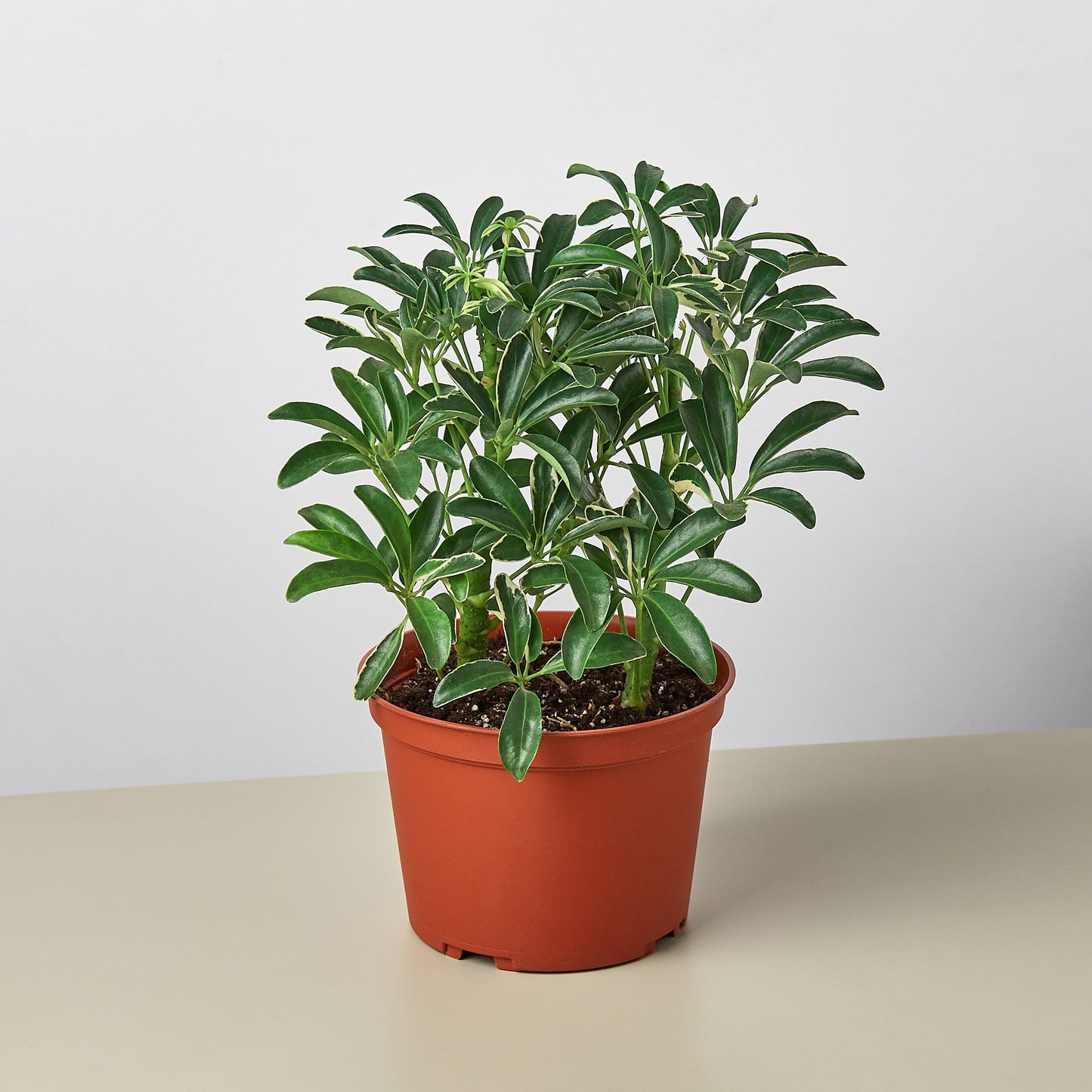 schefflera arboricola tropical house plants Schefflera 'Moonlight' 3" Pot