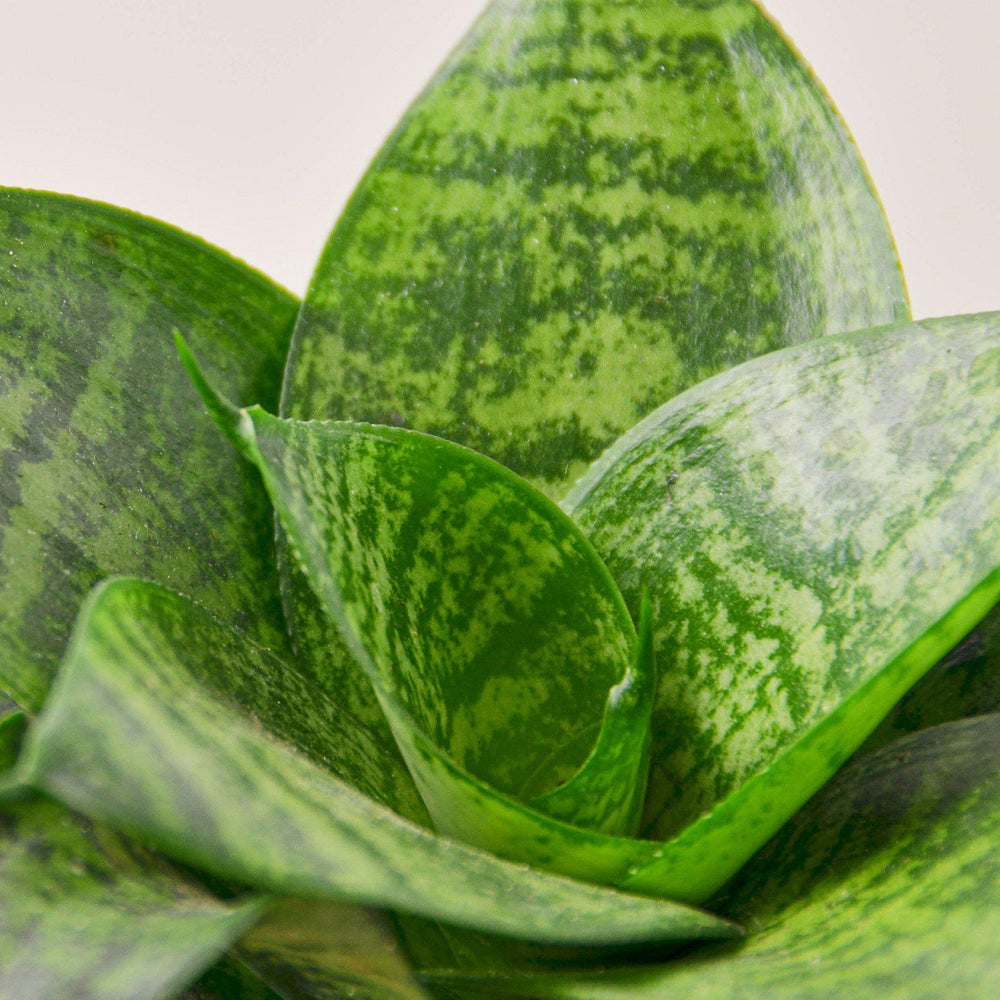 
                      
                        Snake Plant 'Forest Star'
                      
                    
