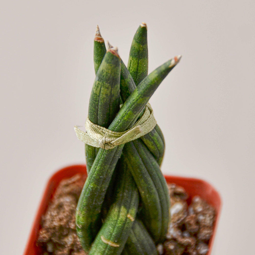 
                      
                        Snake Plant 'Braided'
                      
                    