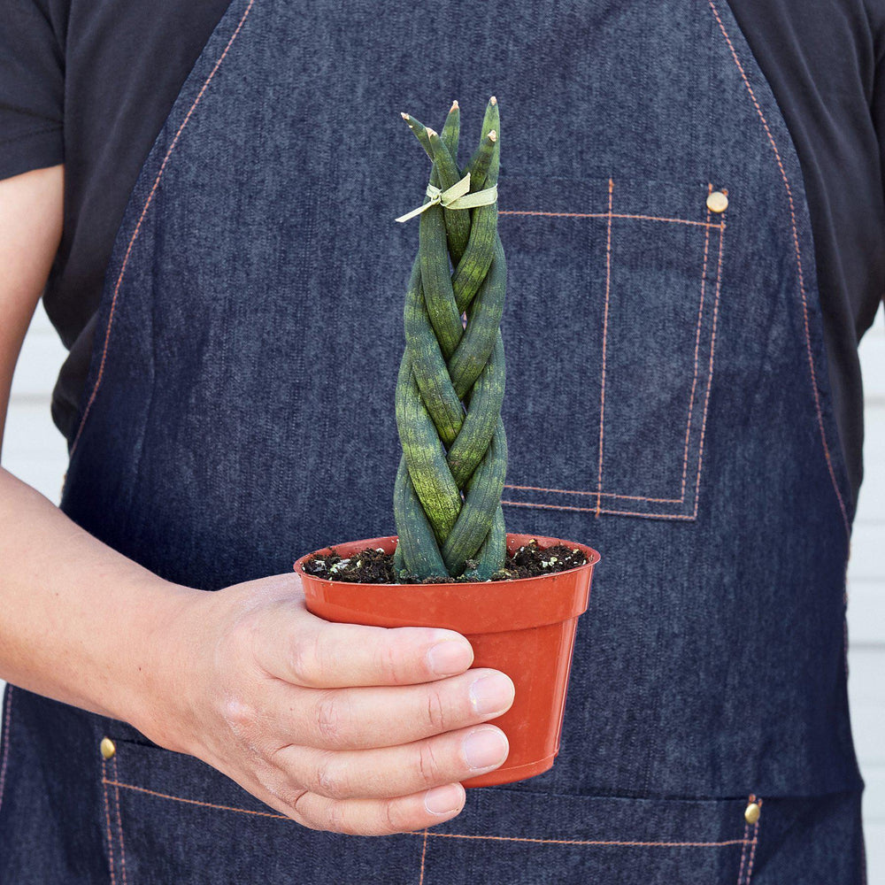 
                      
                        Snake Plant 'Braided'
                      
                    