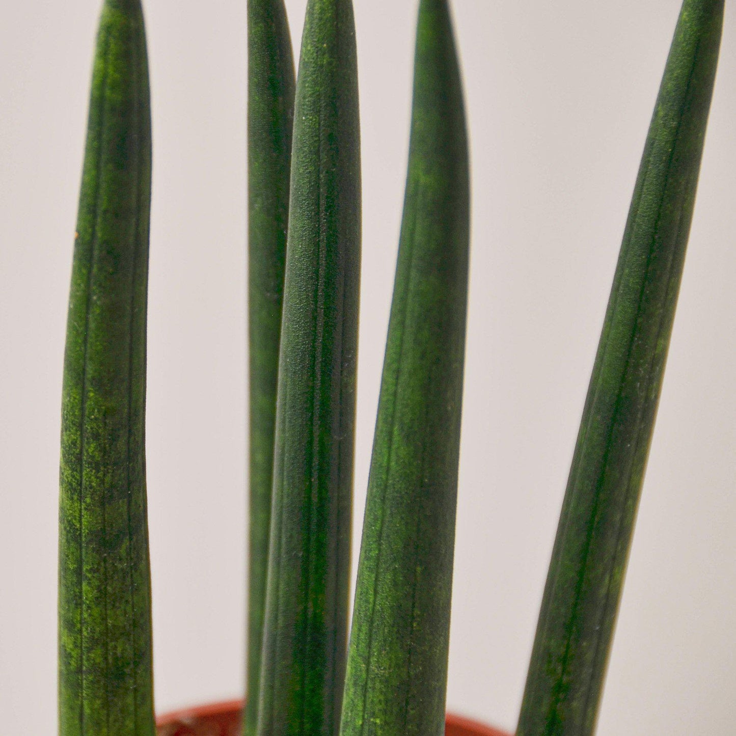 sansevieria cylindrica cuttings Snake Plant 'Cylindrica' Houseplant