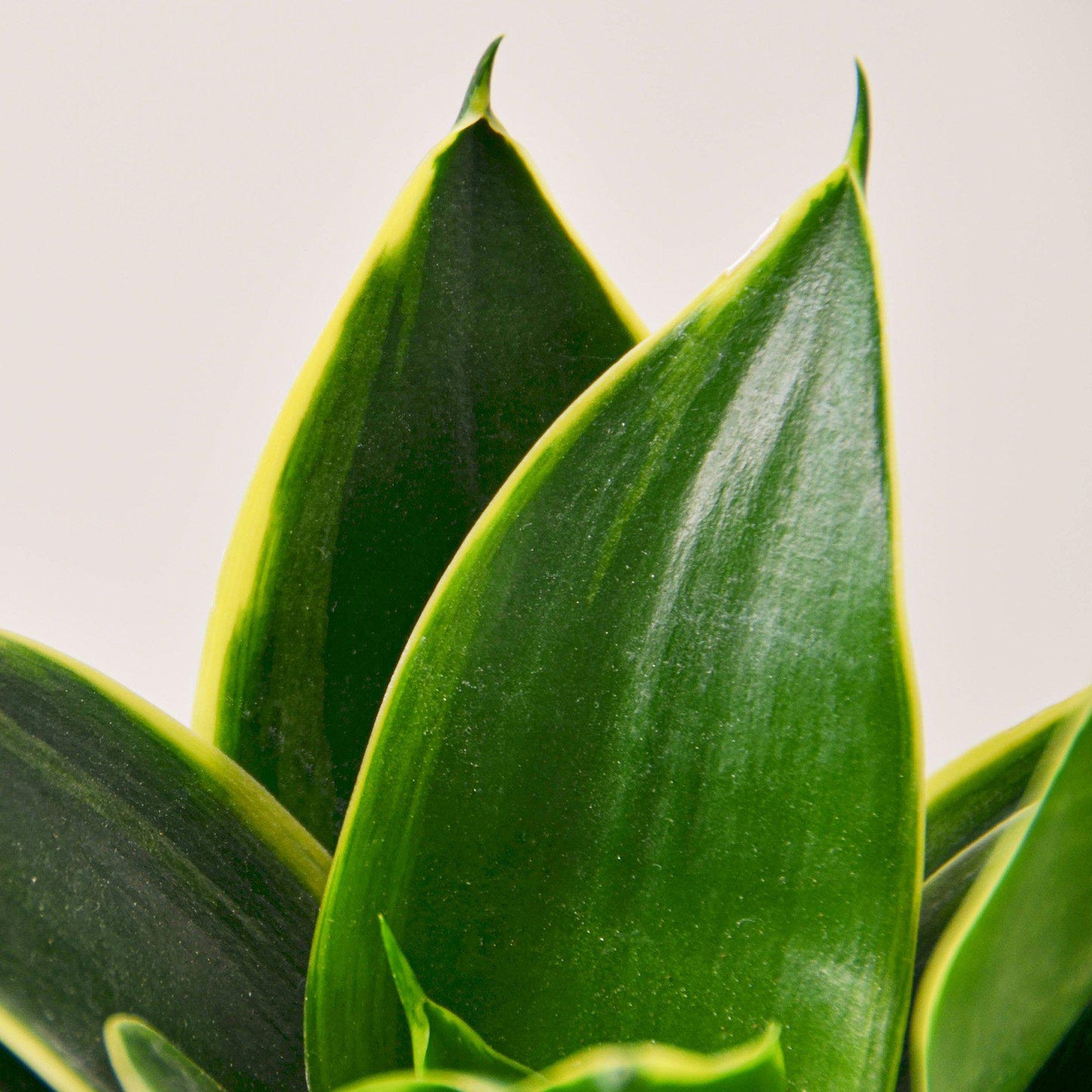 green snake lily plant Snake Plant 'Emerald Star'