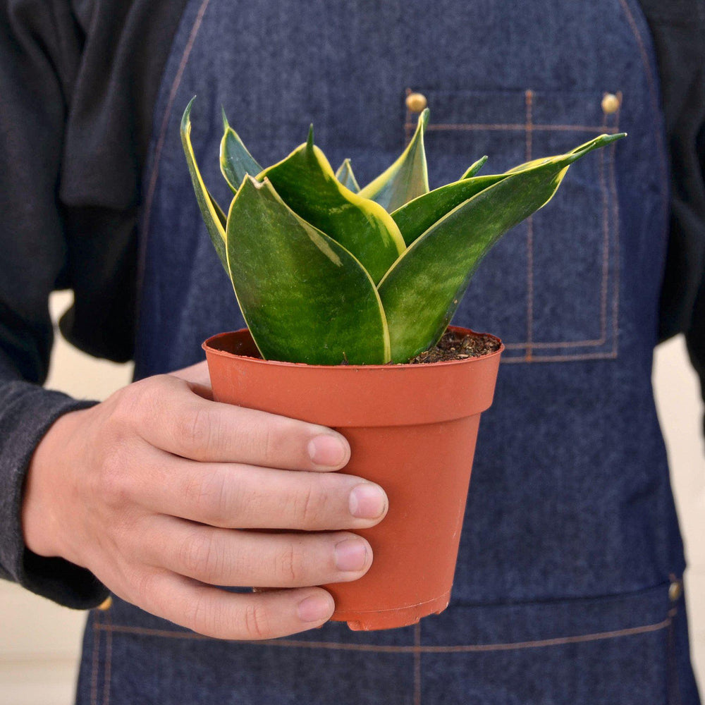
                      
                        Snake Plant 'Emerald Star'
                      
                    