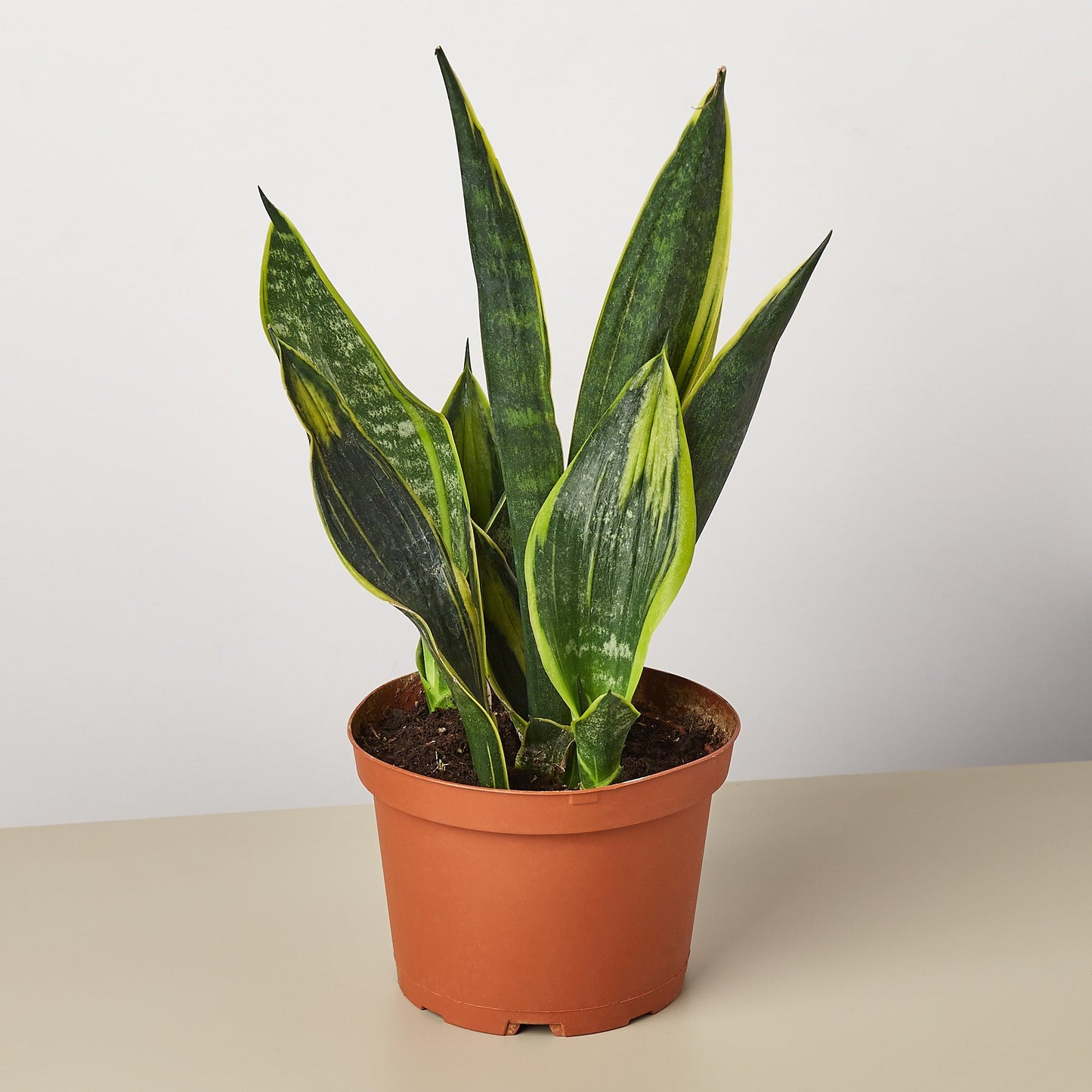 sansevieria trifasciata gold flame Snake Plant 'Gold Flame' Houseplant