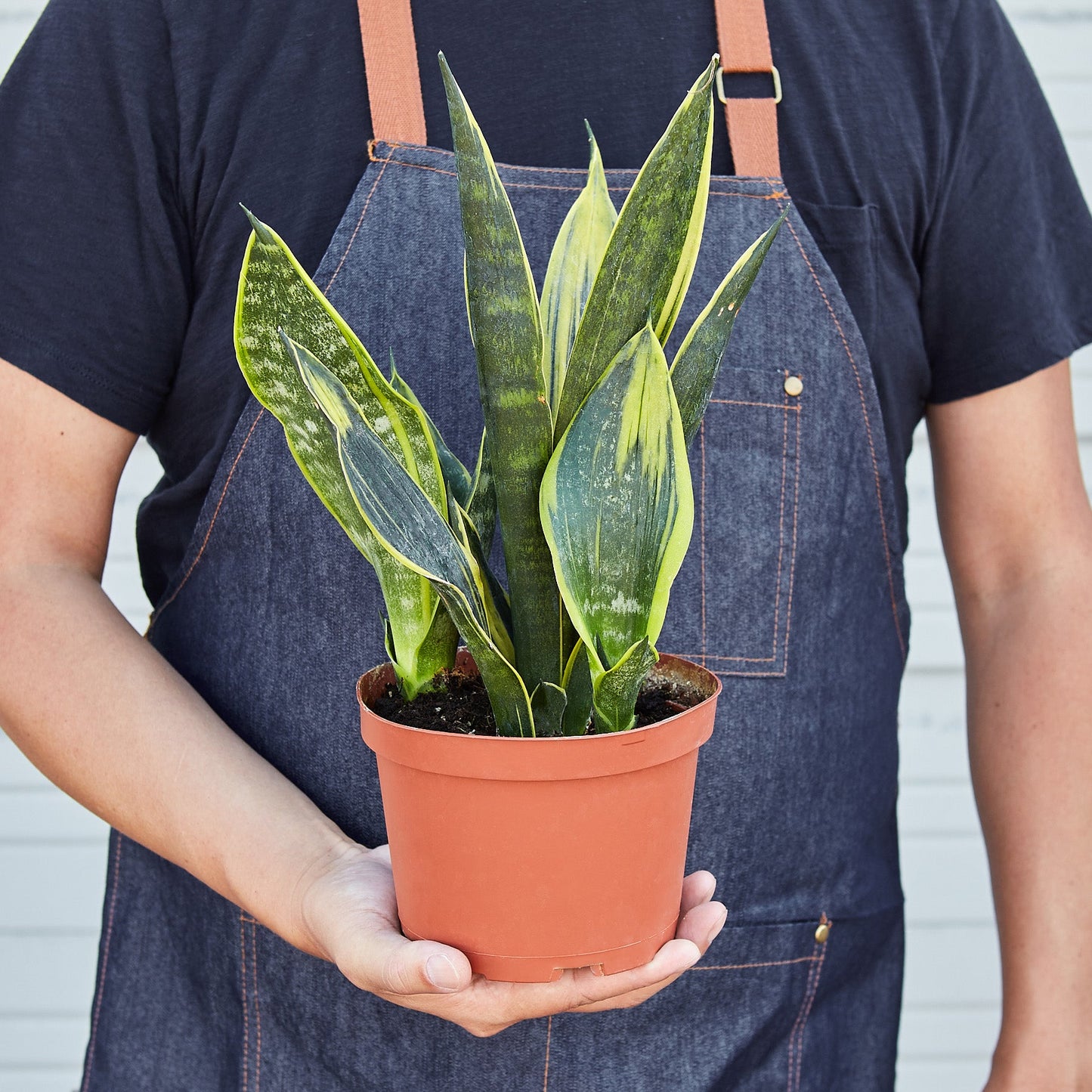 gold flame sansevieria variegated snake plant Snake Plant 'Gold Flame' Houseplant